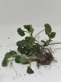 Creeping Charlie Glechoma hederacea Bare Root Plants - 10 Live Groundcover Vines