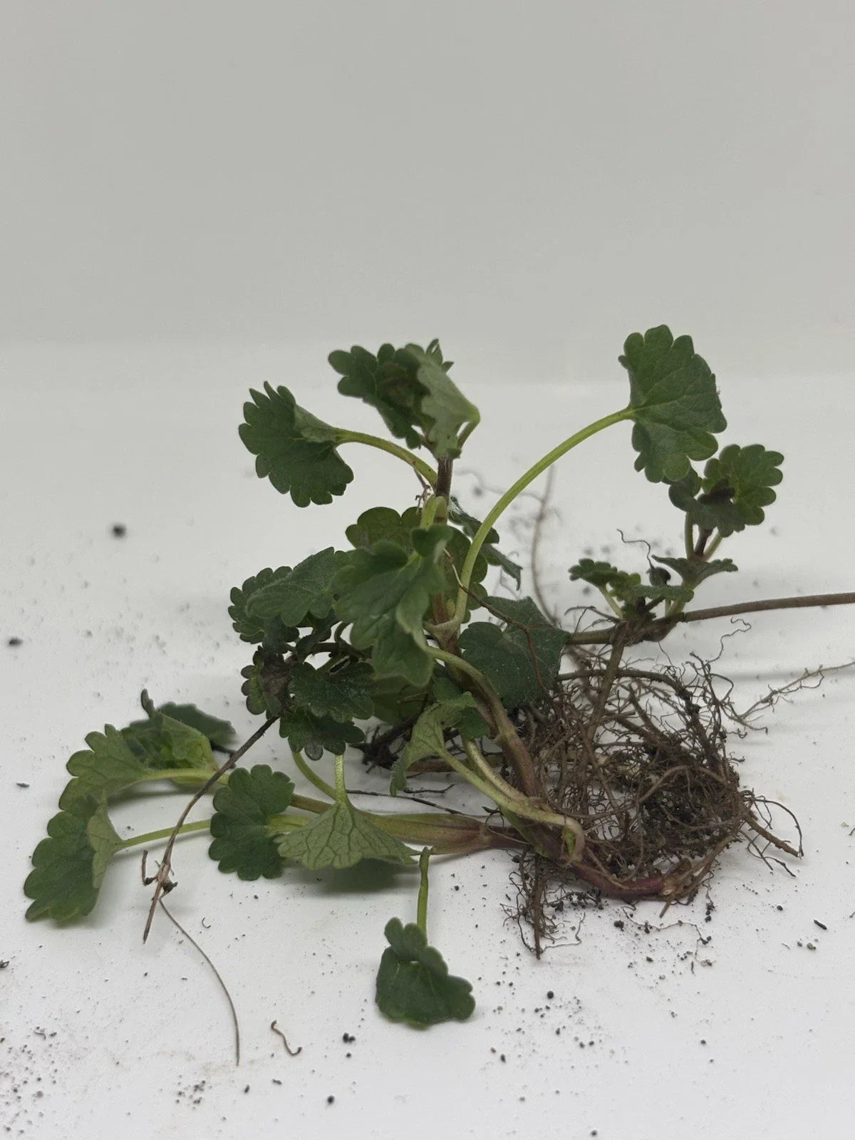 Creeping Charlie Glechoma hederacea Bare Root Plants - 10 Live Groundcover Vines