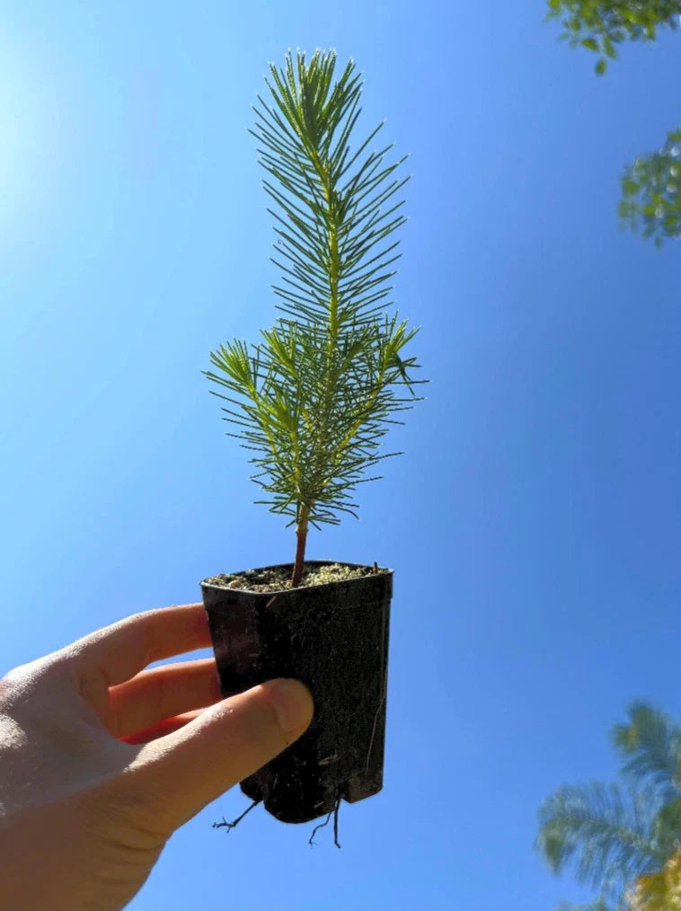 Stone Pine Tree (Pinus pinea) - Italian Umbrella Pine Seedlings (2) - Evergreen with Edible Nuts