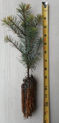 Noble Fir Tree Seedling Abies procera 8–14 inches – Evergreen for Landscaping & Christmas Trees
