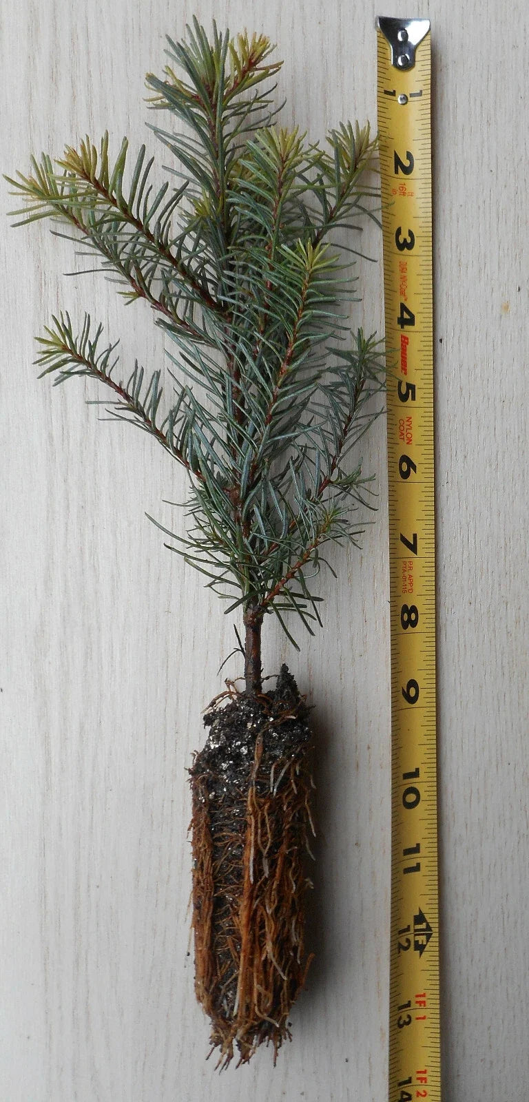 Noble Fir Tree Seedling Abies procera 8–14 inches – Evergreen for Landscaping & Christmas Trees