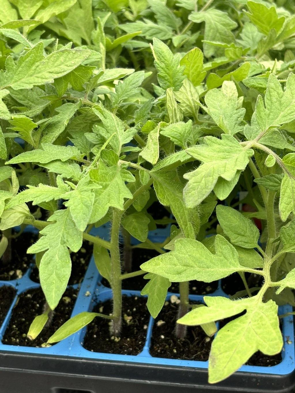 Celebrity Tomato Live Plants (2 count) 6–10" | Disease-Resistant Slicer Tomato