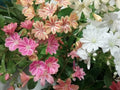 Lewisia Rainbow Mix Starter Plant | Hardy Drought-Tolerant Succulent Rock Garden Flower