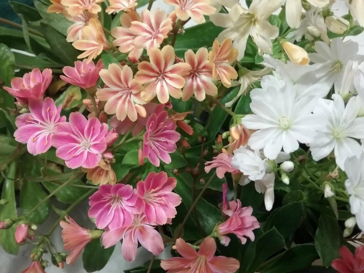 Lewisia Rainbow Mix Starter Plant | Hardy Drought-Tolerant Succulent Rock Garden Flower