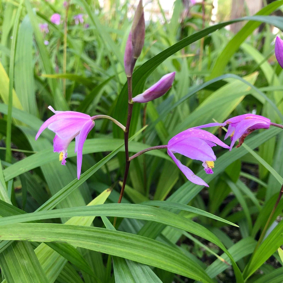 Bletilla ‘Kate’ Hardy Ground Orchid | Live Starter Plant for Shade Gardens