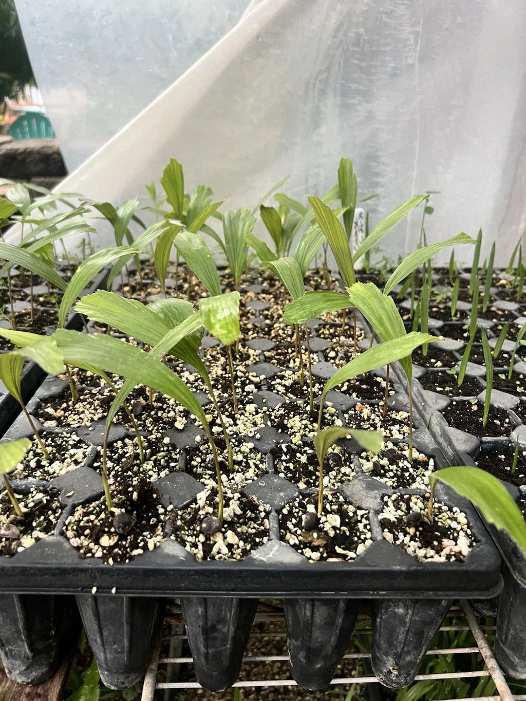 Arenga engleri (Dwarf Sugar Palm) Bare-Root Starter Seedlings - Set of 2