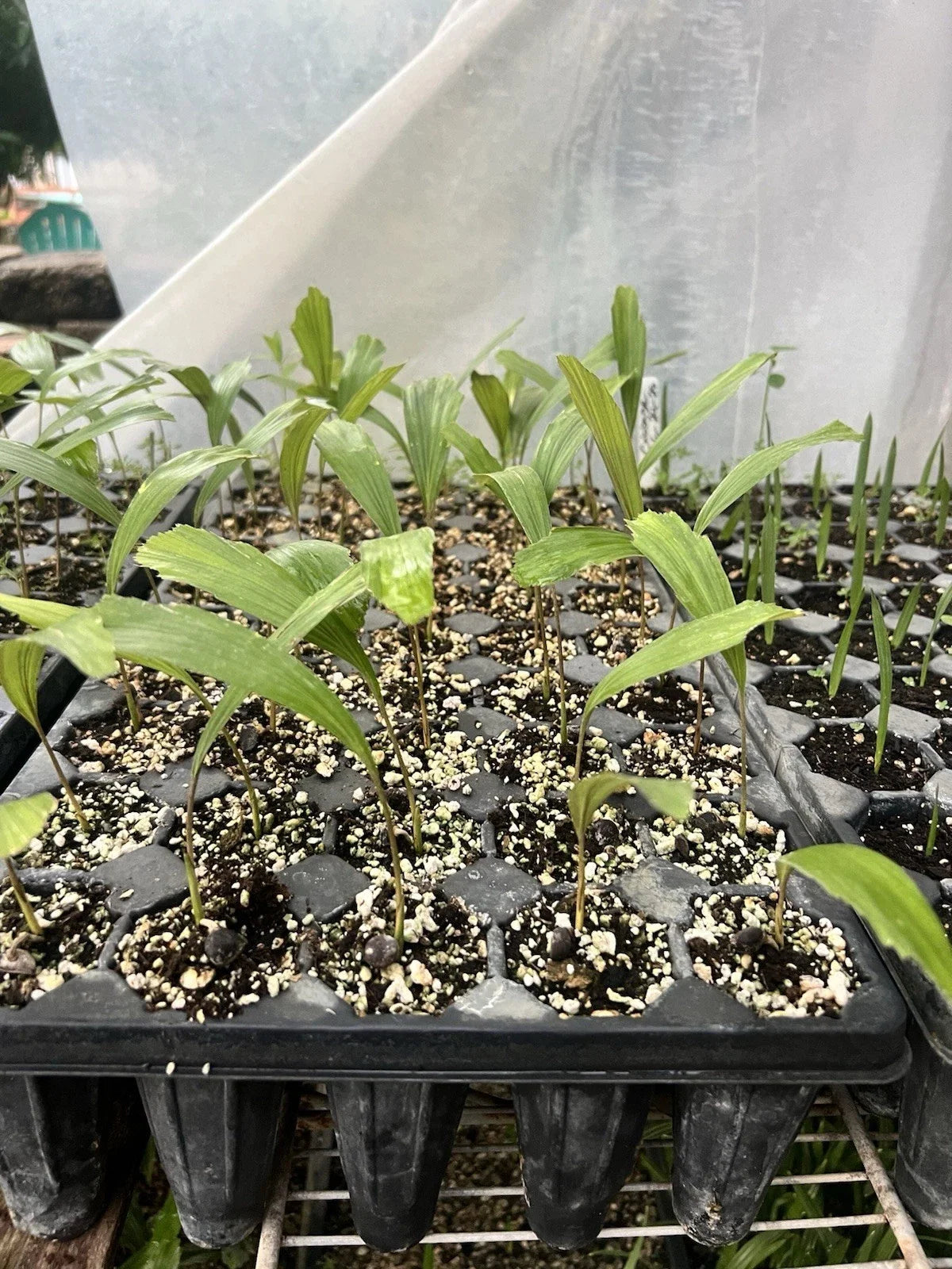 Arenga engleri (Dwarf Sugar Palm) Bare-Root Starter Seedlings - Set of 2
