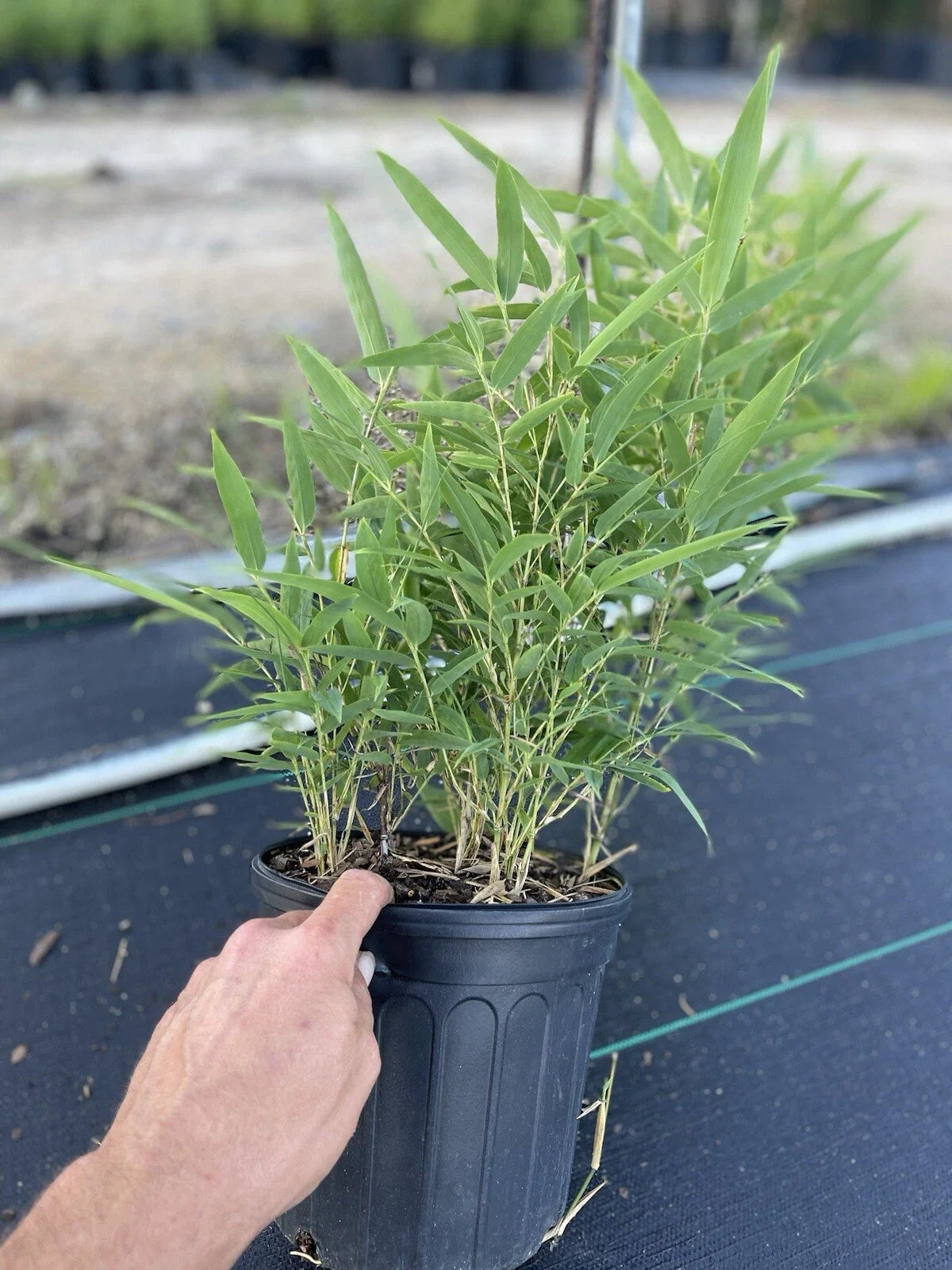 Black Bamboo Plant Phyllostachys nigra - Live Multi-Cane Starter, Cold Hardy, Non-Invasive
