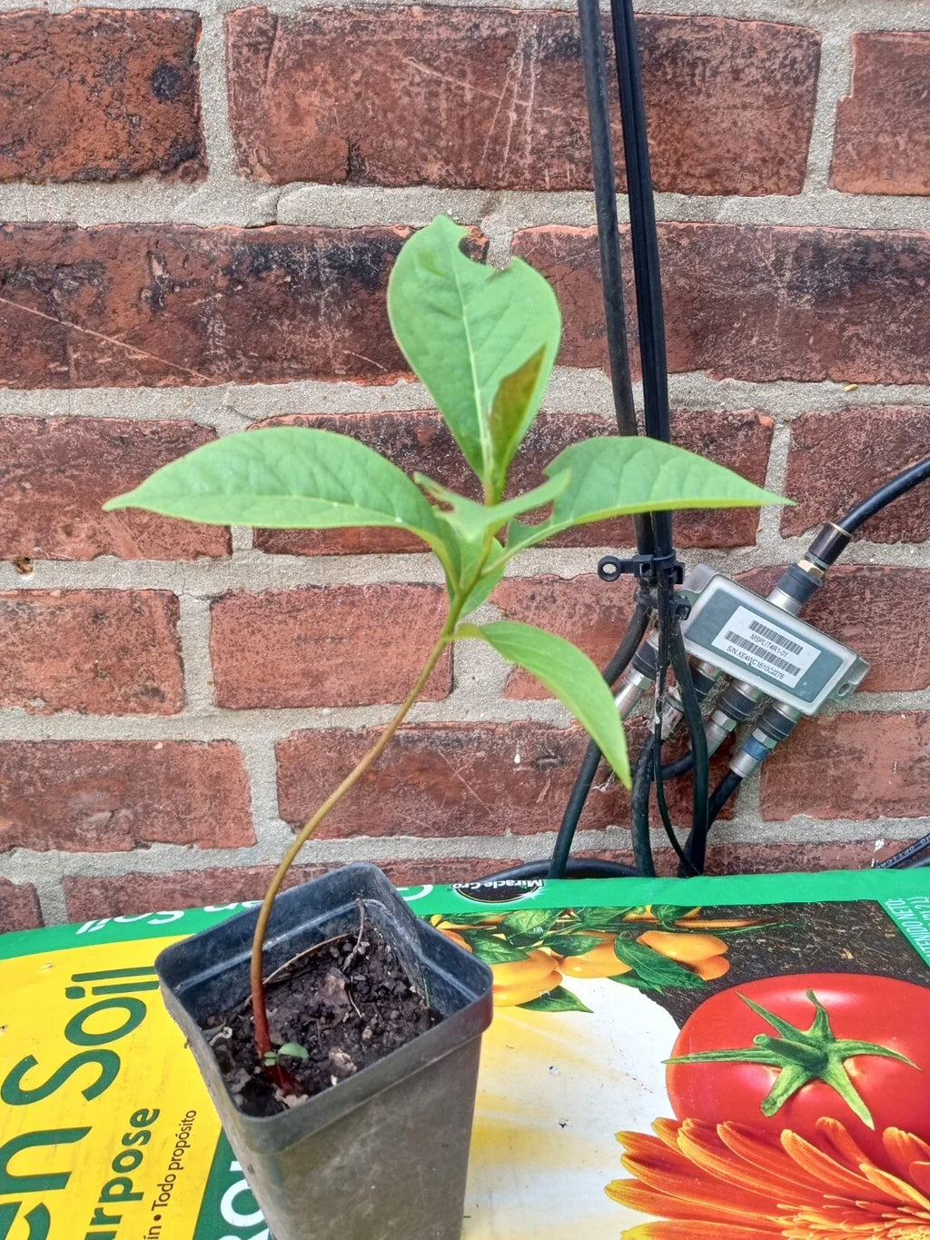 Eureka Persimmon Tree (Diospyros kaki) – 1 Live Starter Plant Up to 2 ft tall