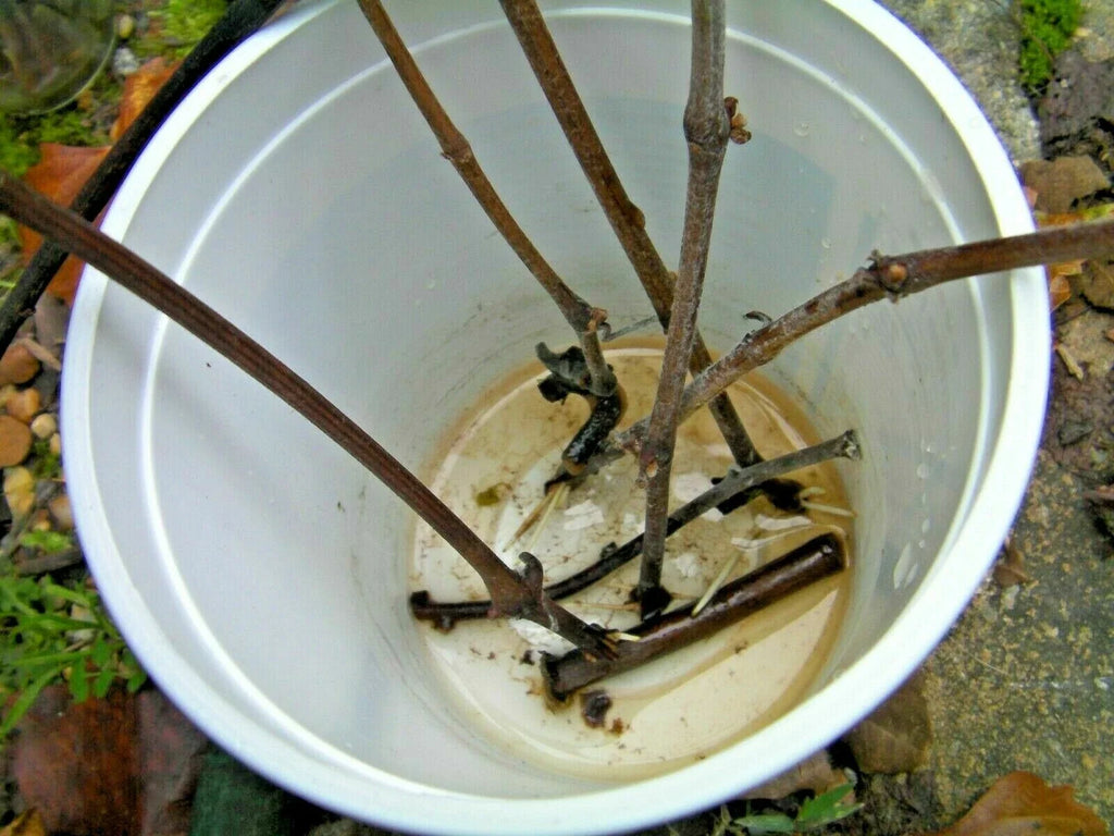 Azalea Cuttings Pink & White - 7 Unrooted 6–7" Grafting or Rooting Starts