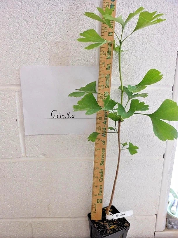 Ginkgo Biloba Live Tree 6–12" Bareroot, Zones 3–9