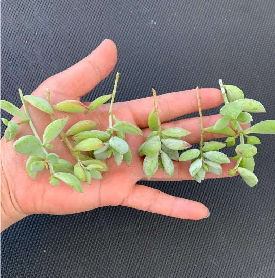 Cotyledon pendens Cuttings - 3 Unrooted Trailing Succulent Cuttings for Hanging Baskets