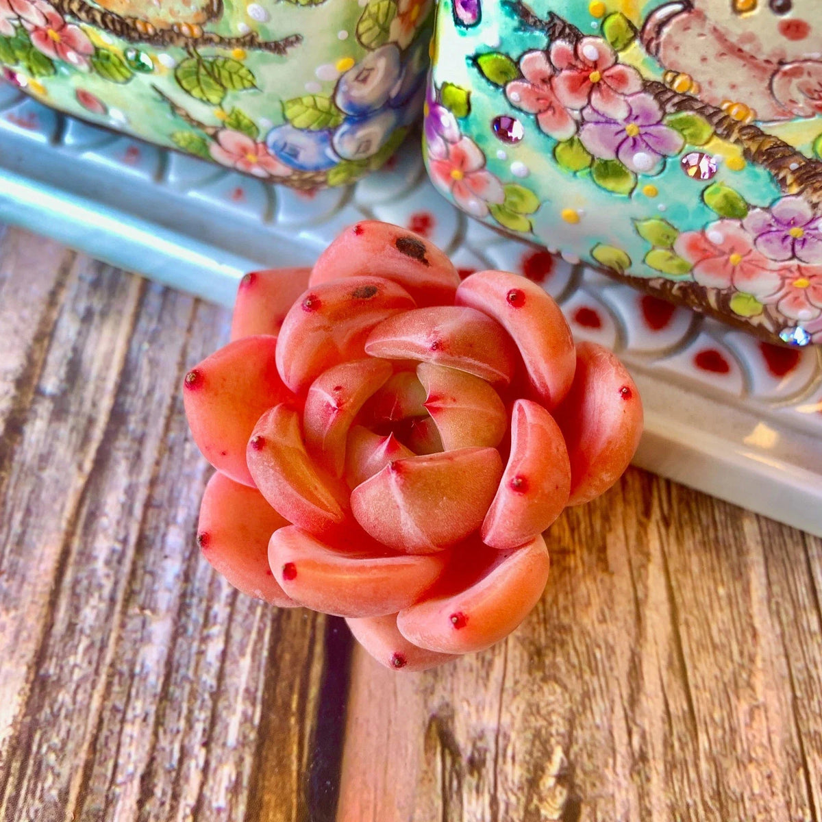 Pink Champagne Succulent Bare Root Plant - Rare Echeveria Rosette