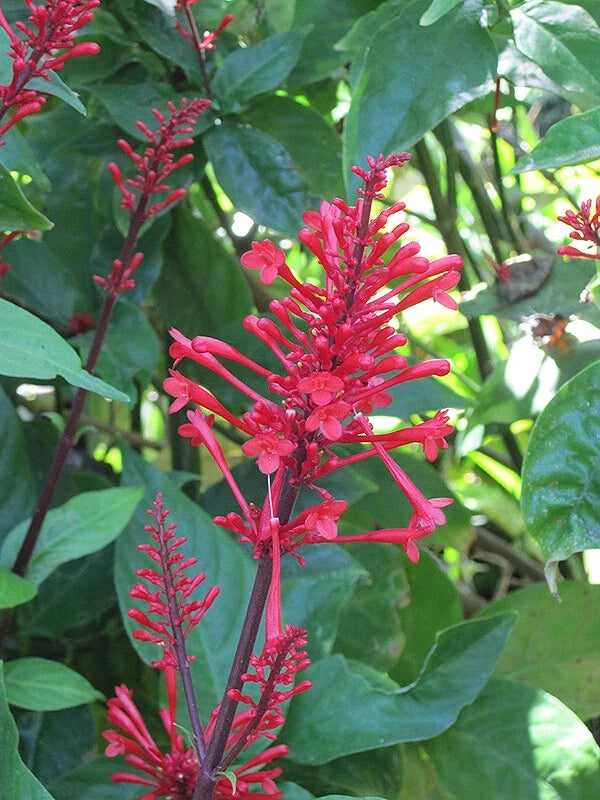 Fire Spike Red Rooted Starter Plant - Odontonema strictum - Attracts Hummingbirds, Tropical Perennial, Ideal for Gardens