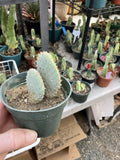 Beavertail Cactus 4" Opuntia basilaris Succulent Plant - Drought-Tolerant Desert Plant for Home or Garden