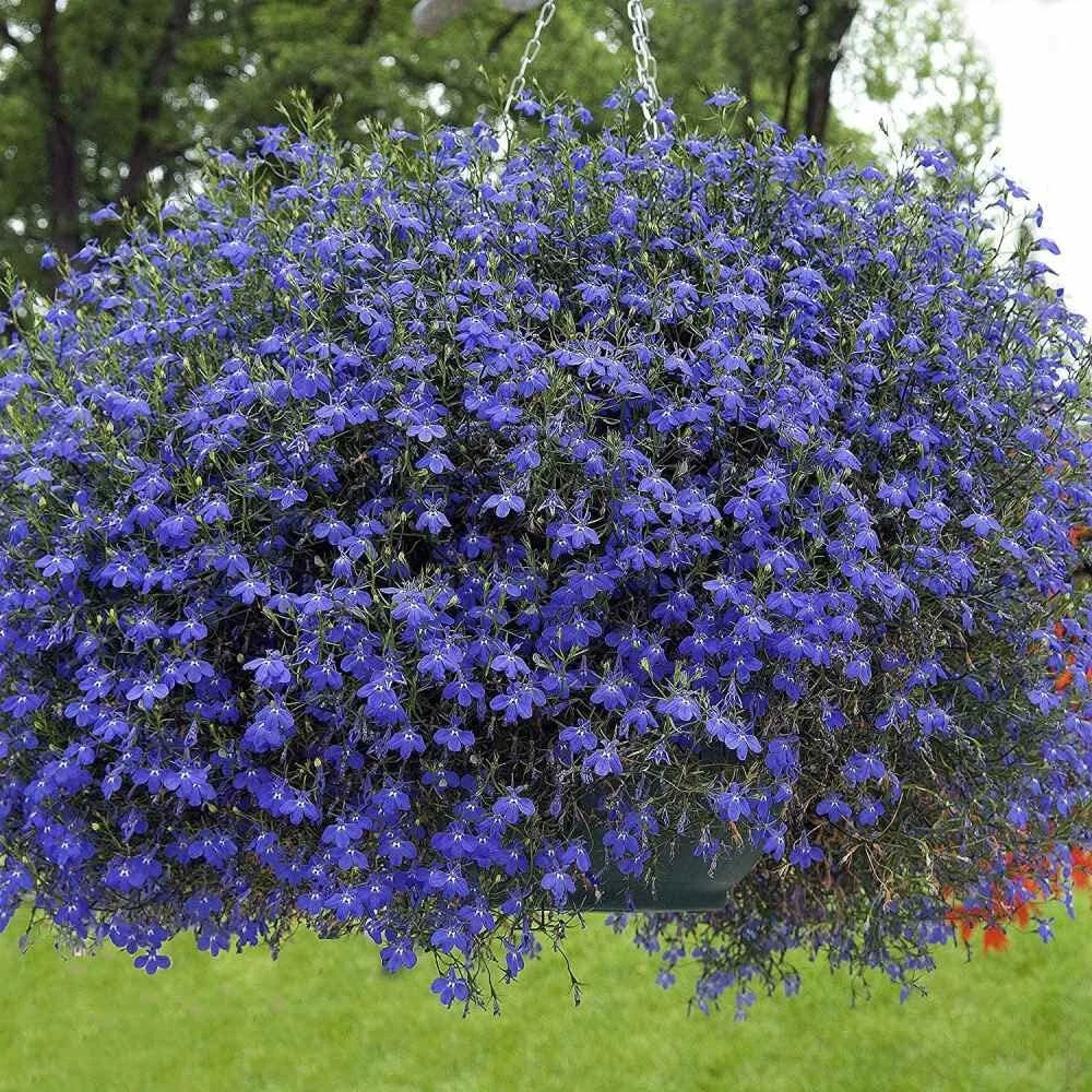 Blue Carpet Lobelia Seeds - 100 Seeds - Stunning Blue Flowers - Lobelia erinus