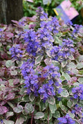 Ajuga Reptans 'Burgundy Glow' Groundcover Plant 4" Pot - Burgundy & Cream Variegated Foliage with Purple-Blue Flowers