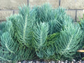 Senecio Mandraliscae Blue Chalk Sticks Succulent Cuttings - 5" Live Plants - Drought-Tolerant Indoor Decor