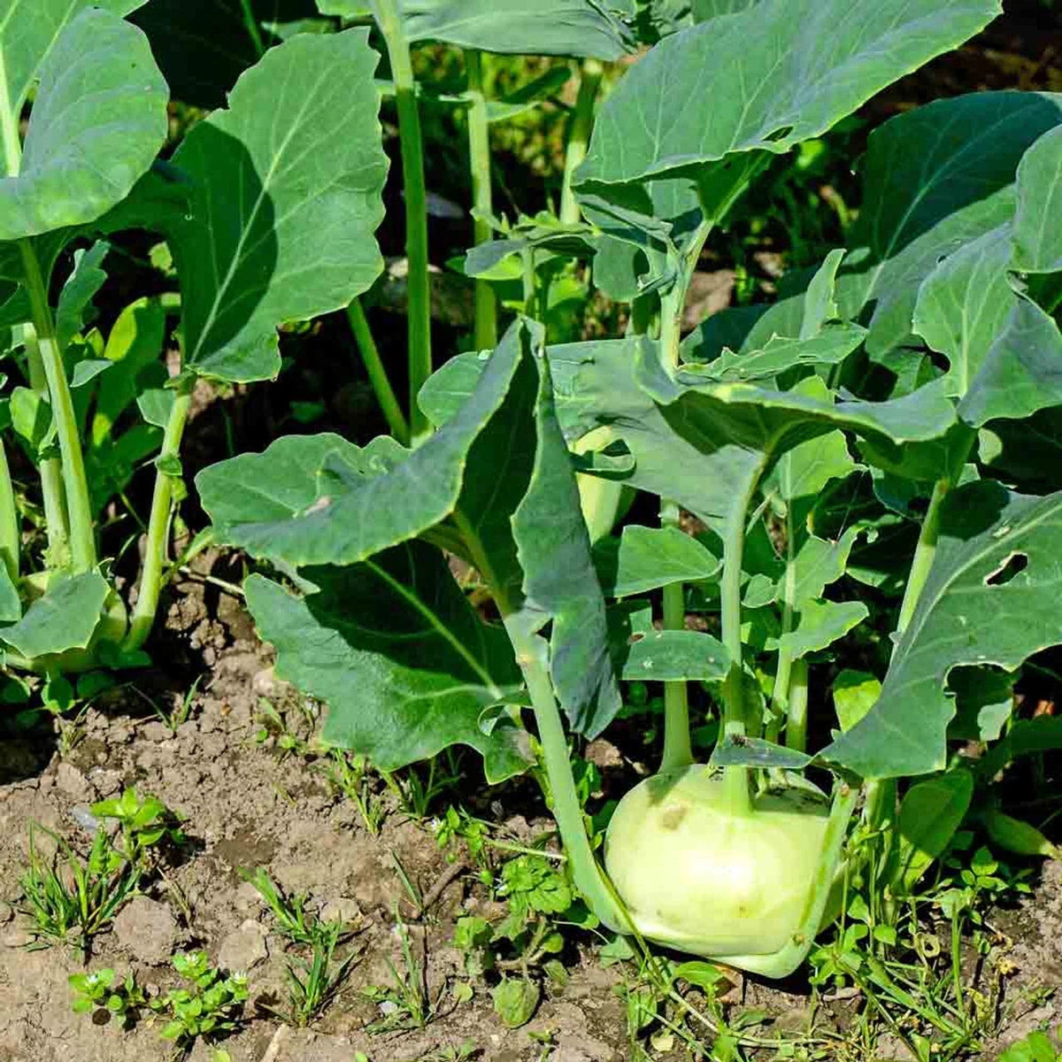 Kohlrabi Seeds 200+ Early White Vienna - Brassica oleracea - Cool Weather Crop - Rich Loamy Soil - Vegetable Garden Seeds