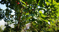 Stella Cherry Tree Cuttings - 8 Unrooted Cuttings - Prunus avium - Grow Your Own Cherry Trees