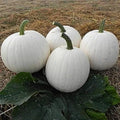 Casper White Pumpkin Seeds - 20 Non-GMO Rare Seeds - Fresh (Cucurbita pepo)