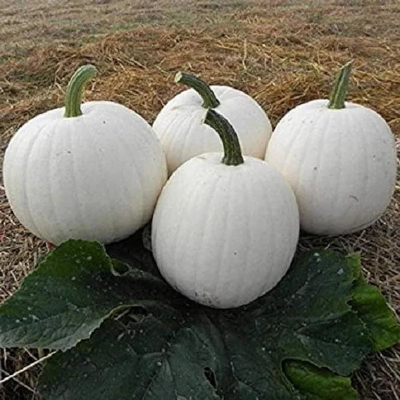 Casper White Pumpkin Seeds - 20 Non-GMO Rare Seeds - Fresh (Cucurbita pepo)
