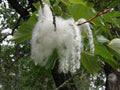 Cottonwood Tree Cuttings - 2 Pack - Fast Growing Shade Trees - Populus deltoides