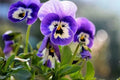 50PCS Mixed Color Violet Seeds - Perennial Garden Flowers - Viola spp. - Colorful Blooming Plants for Home Garden