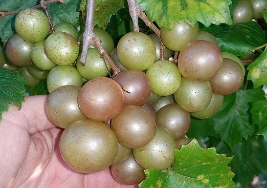 Scuppernong Grape Vines 5-Pack Live Plants Vitis rotundifolia Bronze Muscadine Self-Fertile Zones 7-10