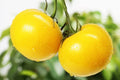 Yellow Tomato Seeds - 50+ Seeds, Sunny Boy Variety, Heirloom, Made in USA - Ideal for Home Gardening, Solanum lycopersicum