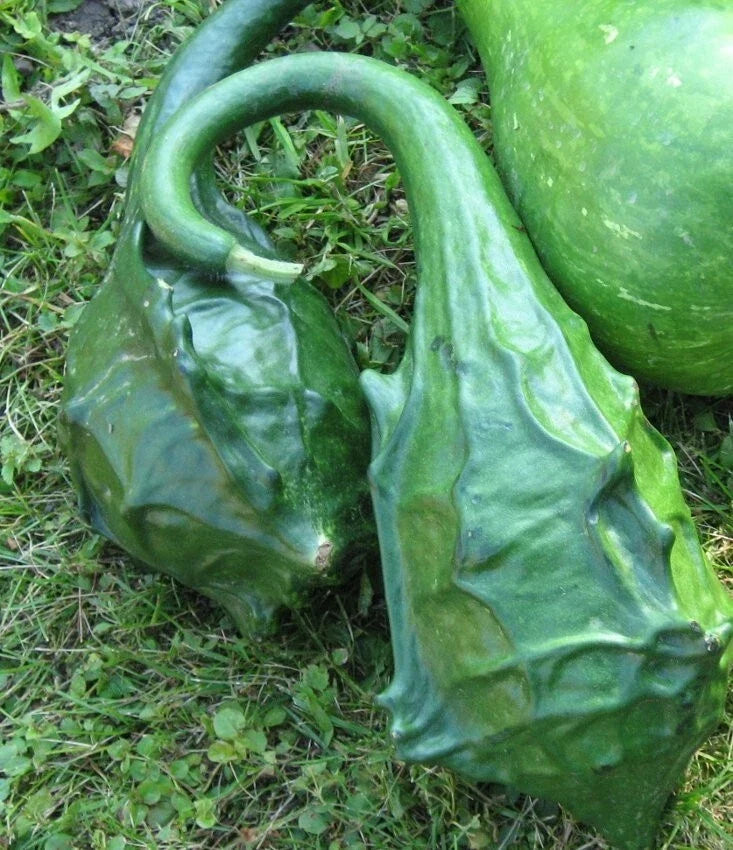 Dragon Gourd Seeds, 12 Seeds, Edible Caveman's Club, Lagenaria siceraria