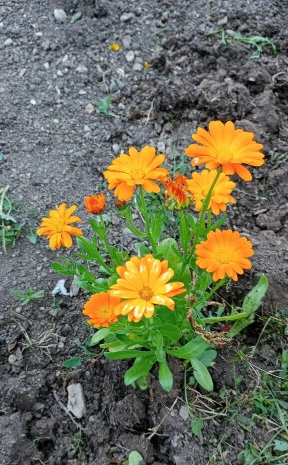 Calendula Seeds Mix - 50 Pcs Pot Marigold, Pacific Beauty Variety - Garden Flower Seeds for Planting