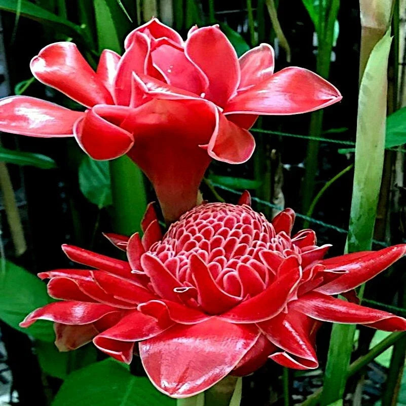 10 Red Torch Ginger Seeds - Etlingera elatior - Rare Tropical Garden Flower Plant