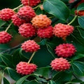 Kousa Dogwood Tree Seeds - Chinese Milky Way - Hardy 5 - White Flowers, Red Fruit - Cornus kousa