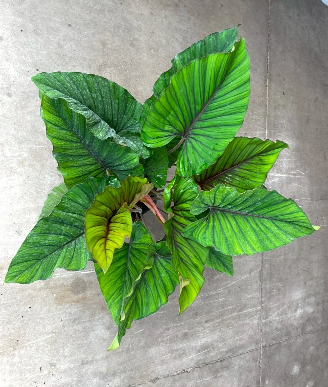 Adelonema Red Velvet Plant - 3" Rooted Foliage Plant, Stunning Indoor Houseplant, Perfect for Home Decor, Easy Care