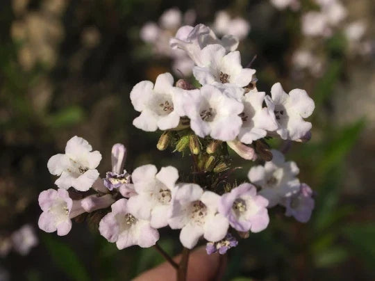 Yerba Santa Seeds - Organic Herbal Eriodictyon californicum - 20+ Seeds for Planting - Free Shipping