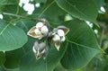 Chinese Tallow Tree Live Plant 1-2ft Bare Root Triadica Sebifera Ornamental Shade Tree Vibrant Fall Colors