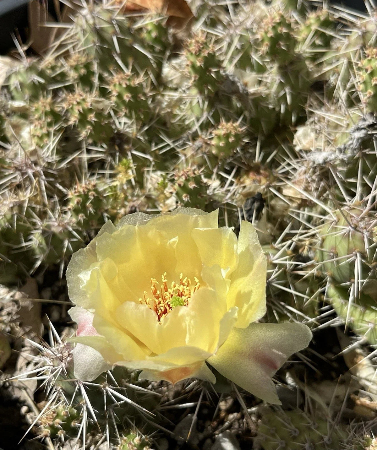 Brittle Prickly Pear Cactus Cutting 2" Opuntia fragilis Cold Hardy SLC Variety