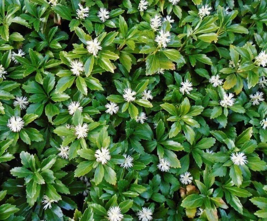 3 Bare Root Pachysandra Cuttings - Low Maintenance Ground Cover for Shade - Pachysandra terminalis