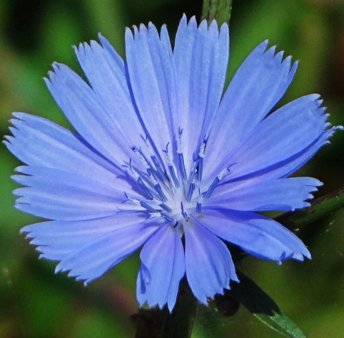 Chicory Seeds 600+ Blue Perennial Flower Seeds (Cichorium intybus) for Garden Planting - Free Shipping
