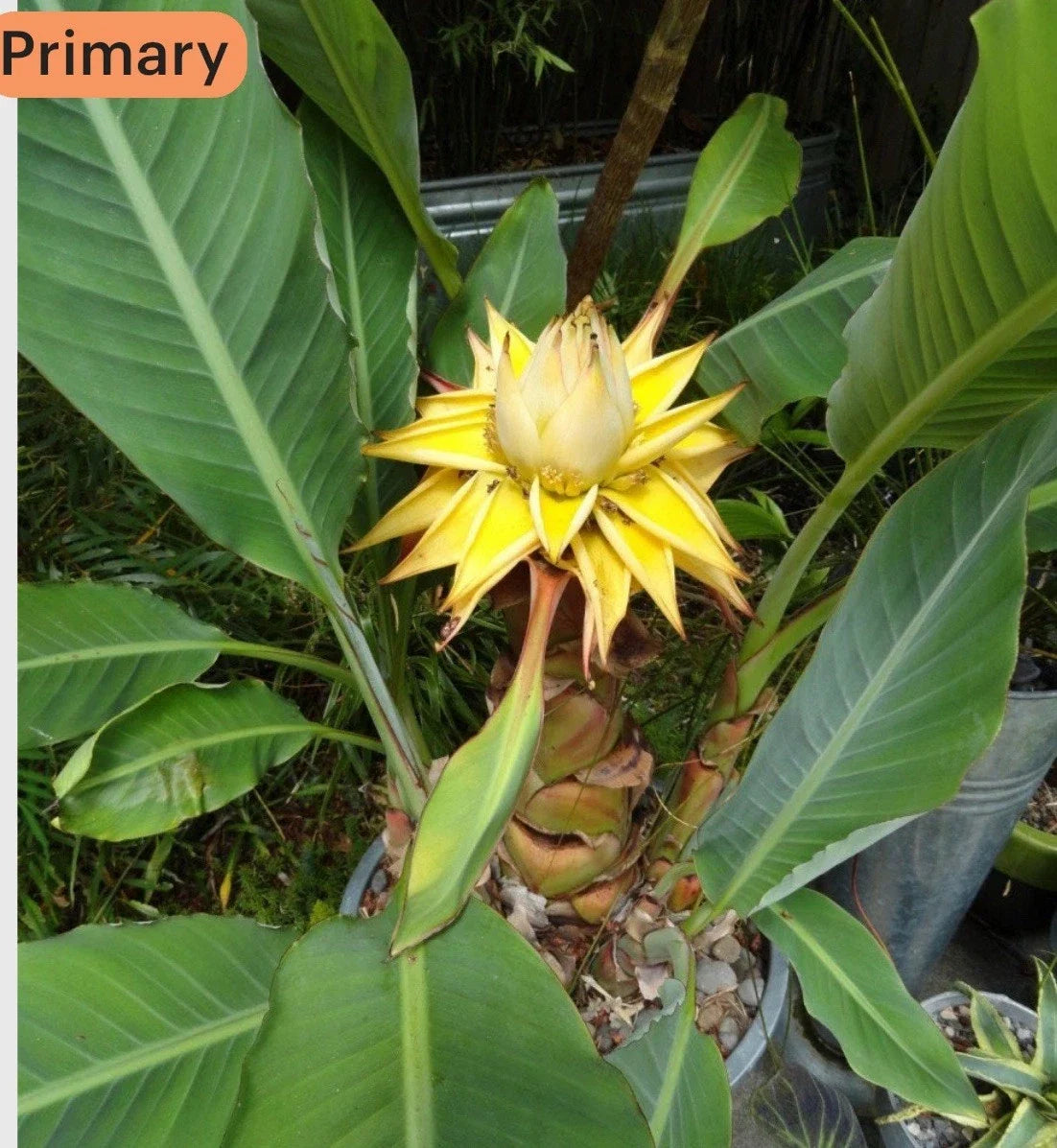 Chinese Dwarf Yellow Banana Live Starter Plant - Golden Lotus Musella Lasiocarpa, Tropical Indoor Plant, Unique Foliage