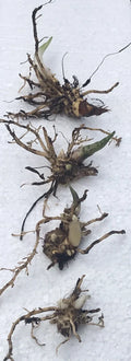 Hosta Elegans (Hosta sieboldiana) - 4 Live Roots or Growing Plants