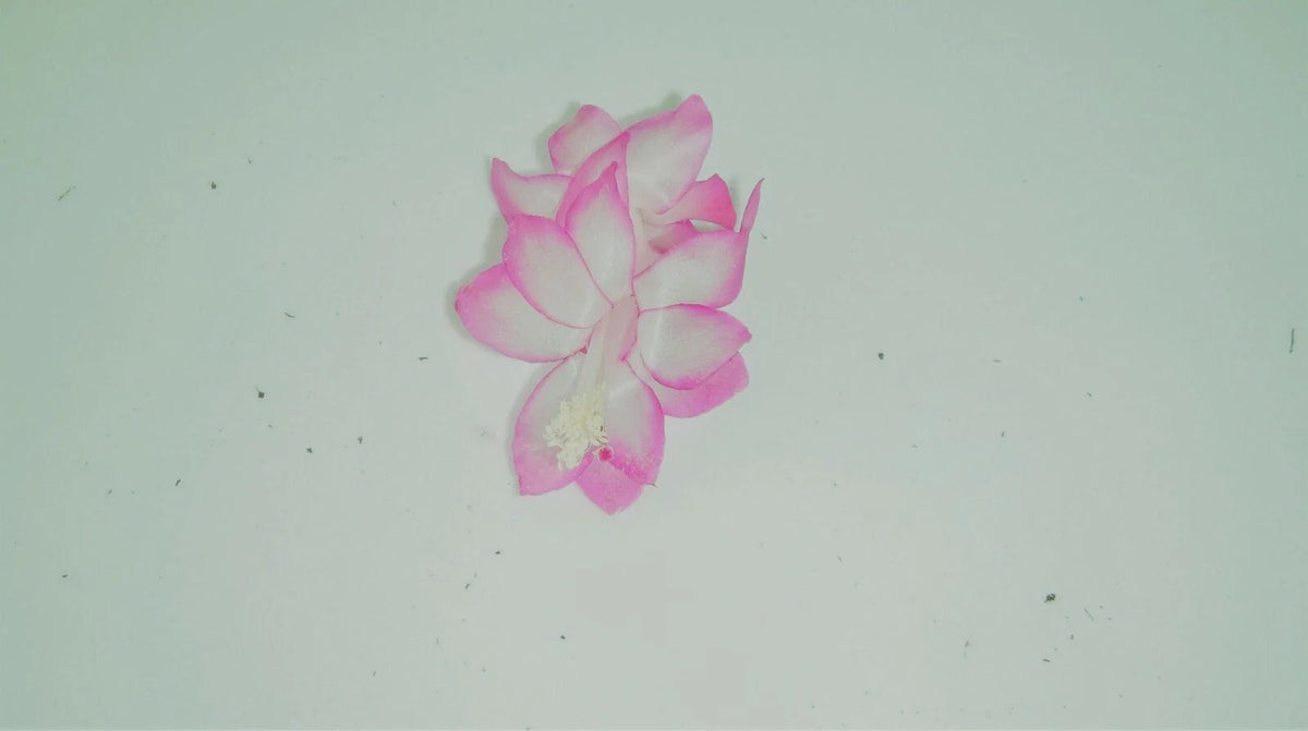Christmas Cactus Starter Plant - Pink Pearl - Schlumbergera Truncata - Healthy Well-Rooted Houseplant