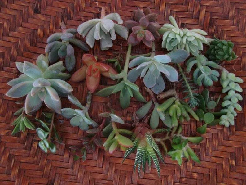 20 Assorted Succulent Cuttings 2" Live Organic Plant Trimmings - Perfect for DIY Projects and Home Decor - Echeveria, Sedum