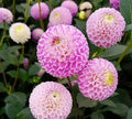 Pompon Dahlia Seeds - Pink Mix - 30 Count - Dahlia pinnata