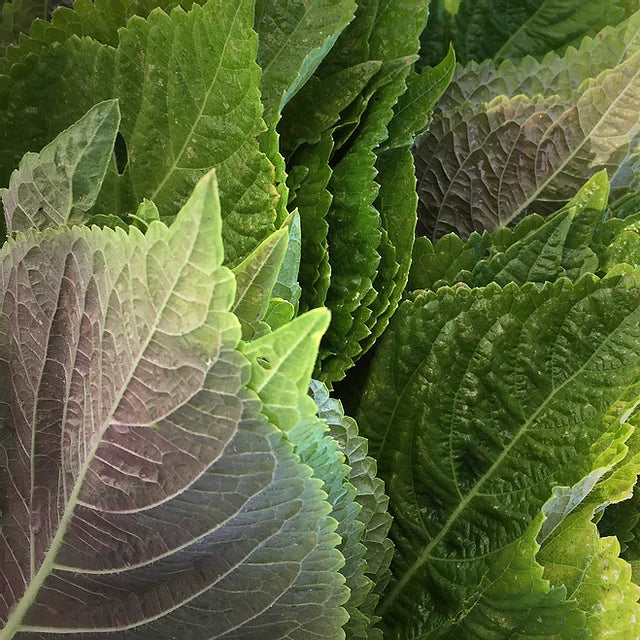 Korean Perilla Seeds | ?? KKaennip | Gaennip Sesame Shiso Mint Basil | 2025