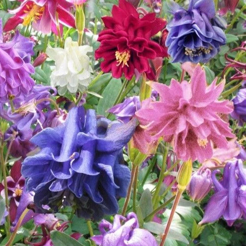 Aquilegia Seeds - Granny's Bonnet Mix - Columbine - Aquilegia vulgaris plena - 25 Seeds