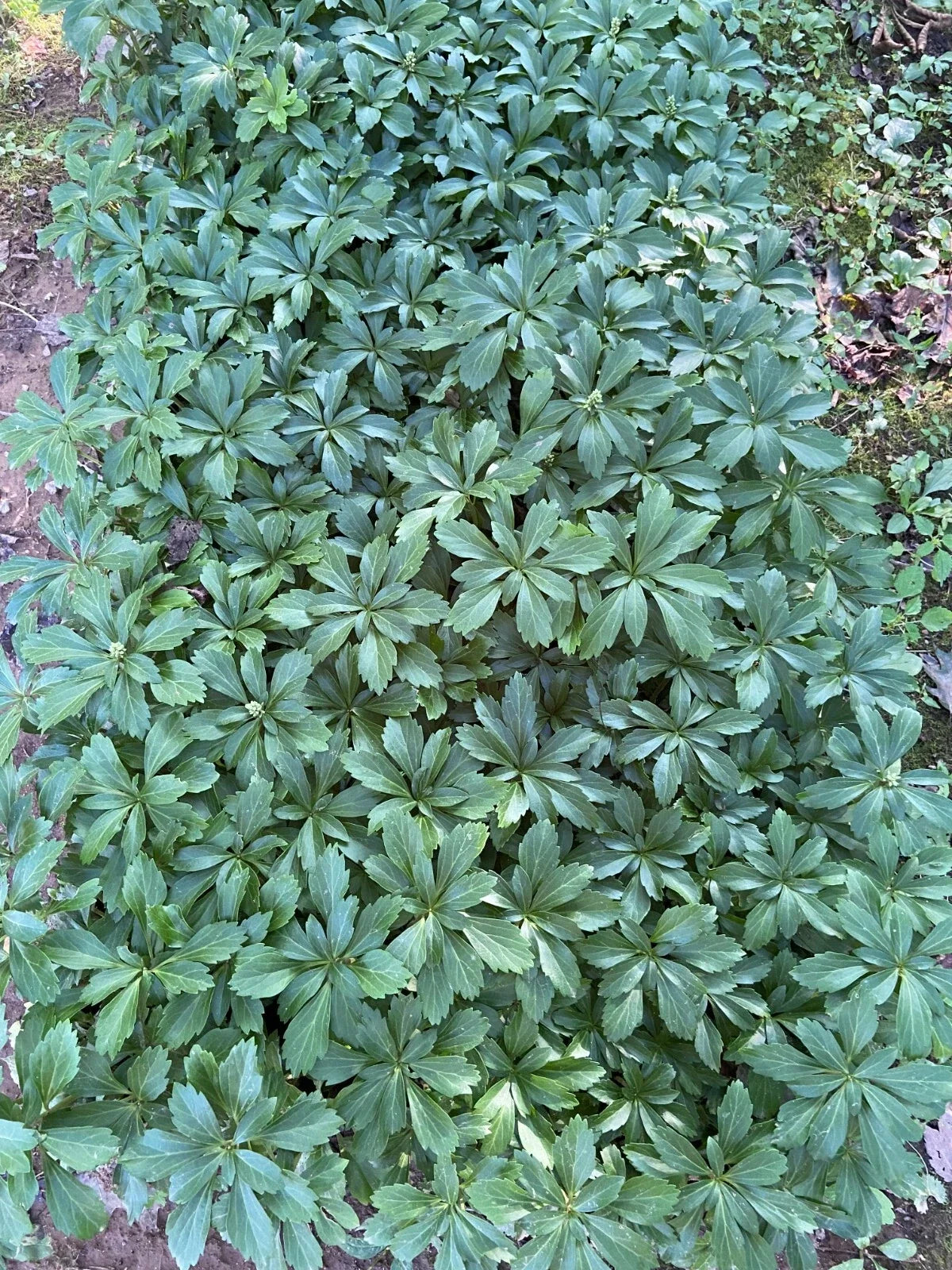Pachysandra Ground Cover Plants - 100 Bare Root Plants - Evergreen Perennial - Shade Tolerant (Pachysandra terminalis)