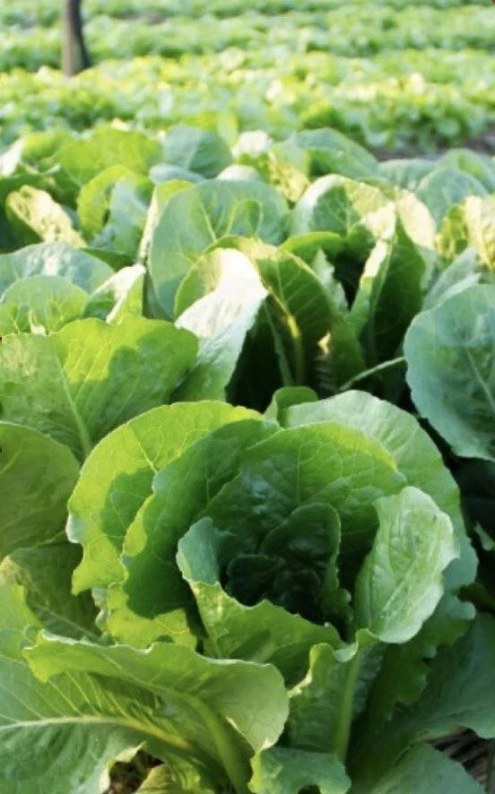 Bibb Butterhead Lettuce Seeds, Non-GMO, 2000 Seeds, Heirloom Variety, Lactuca sativa
