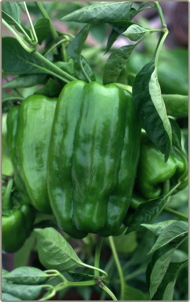 Big Bertha Sweet Pepper Seeds - 25+ Non-GMO Heirloom Seeds - Capsicum annuum